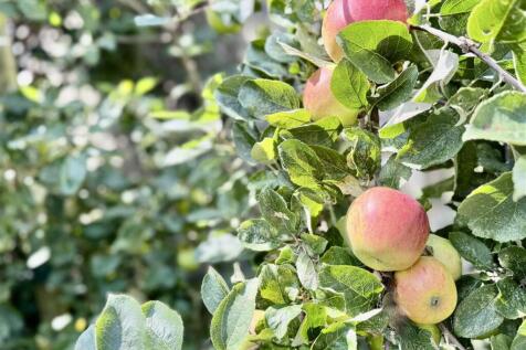 Apple Tree detail