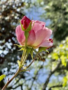 ROSE DETAIL.jpeg