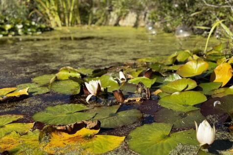 Pond