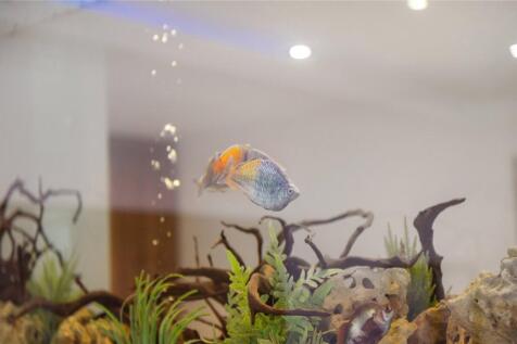 Fishtank