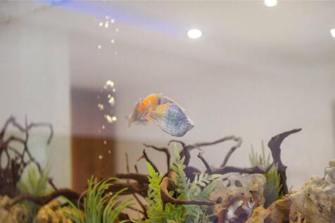 Fishtank