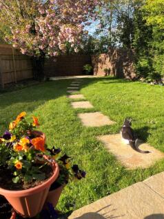 Garden in Summer