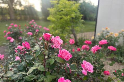 Rose Beds
