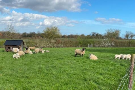Sheep (1)