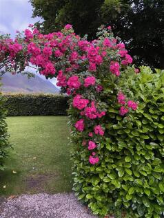 IMG_1177 (1).jpeg