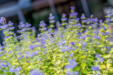 Beckside Gardens