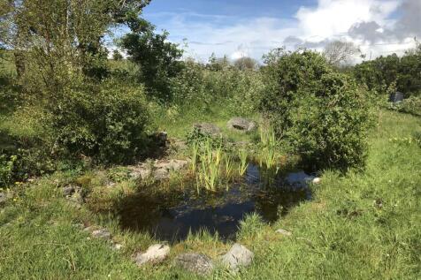 Pond in Spring