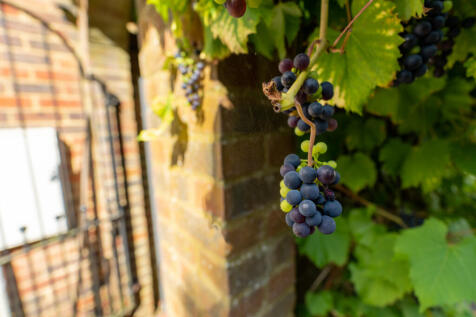 Grapevines in the garden