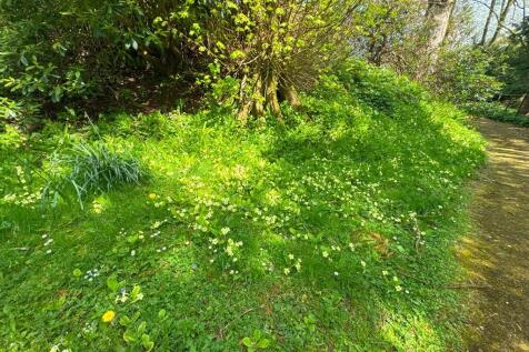 Wild flowers