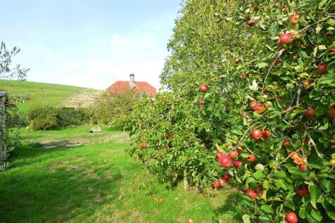 resizedOrchard6.jpg