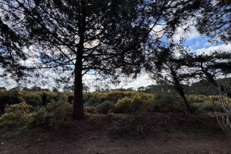 Woodland