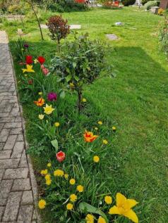 garden.jpeg
