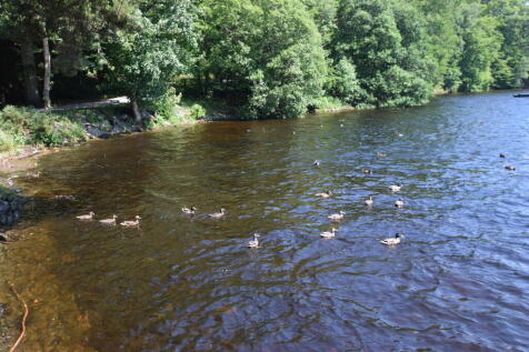 ducks