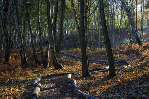 Woodland Walk