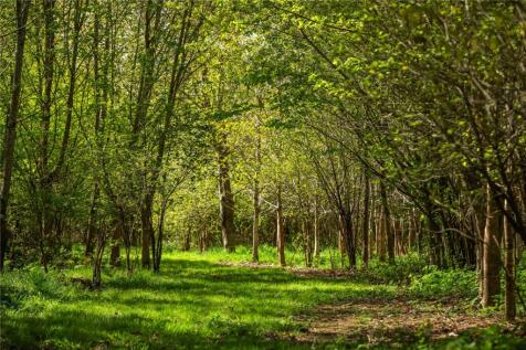 Woodland