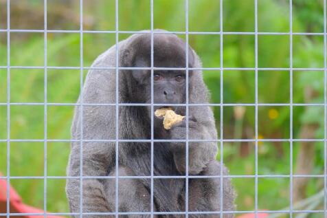 Parry_Monkeys-46.jpg