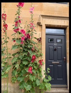 Hollyhocks