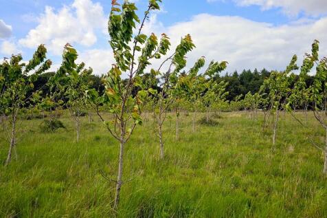 Fruit trees.