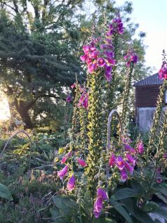 IMG_1856.JPEG