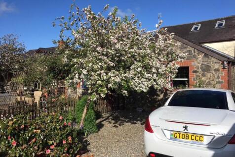 Crabapple tree in blossom.JPG