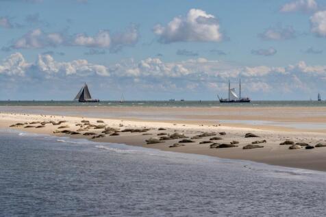 Boslaan 4 8899 BN VLIELAND image 60