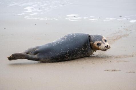 Boslaan 4 8899 BN VLIELAND image 61