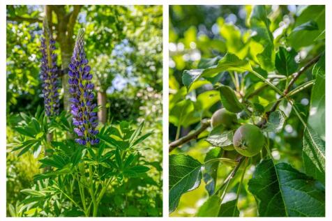 Lupine 13 5521 MD EERSEL image 61