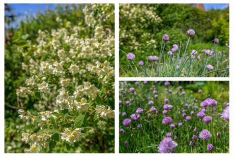 Lupine 13 5521 MD EERSEL image 62