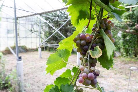 Oudeweg 78 2631 PB NOOTDORP image 49