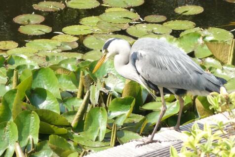 Van de Veldelaan 958 1816 PZ ALKMAAR image 41