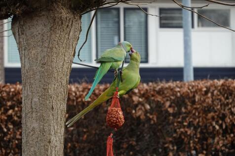 Van de Veldelaan 958 1816 PZ ALKMAAR image 44