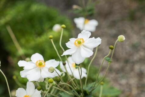 Karnemelksweg 2 3749 AH LAGE VUURSCHE image 59