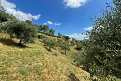 olive grove