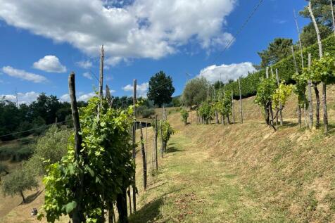 vine terraces