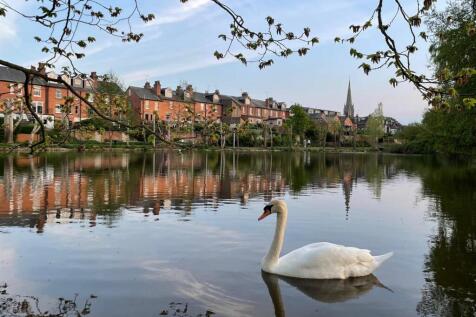 swan.jpg