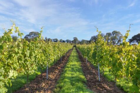 Vineyard