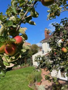 Apple tree.jpeg