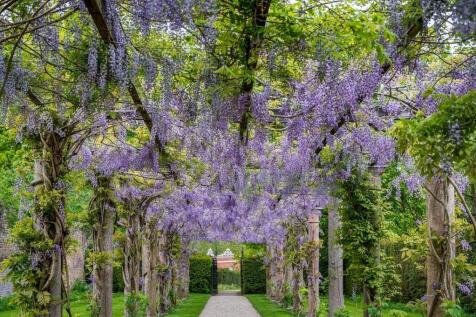 Wisteria Walk 