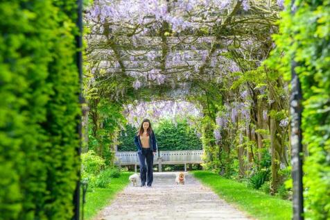 Wisteria Walk