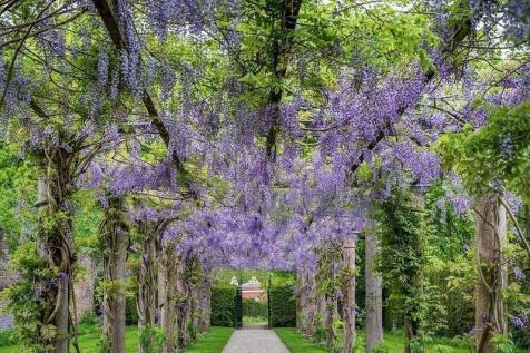 Wisteria Walk