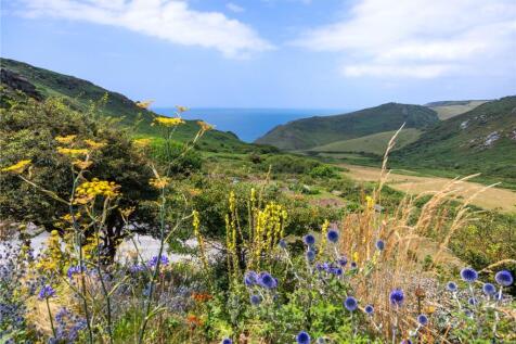 Wild Flowers