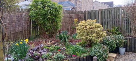 garden 4