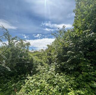 back garden