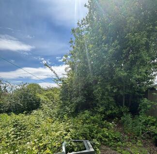 back garden 1