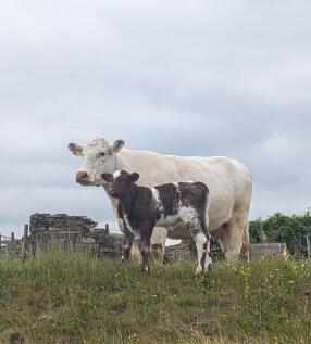 Cows1