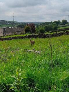wildlife