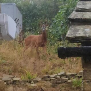 deer
