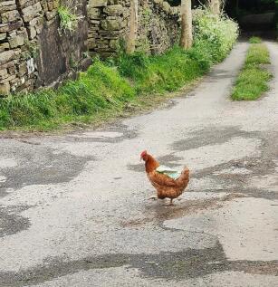 chicken