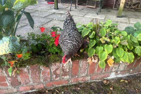 Meet Brenda