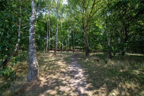 Woods Behind
